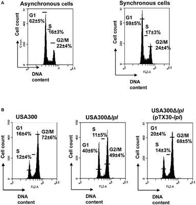 Staphylococcus aureus Lpl Lipoproteins Delay G2/M Phase Transition in HeLa Cells